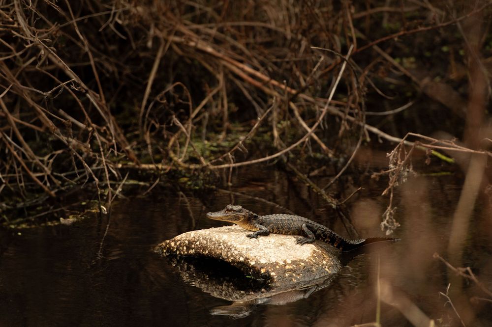 A turtle basks on a partially submerged log in dark waters.
