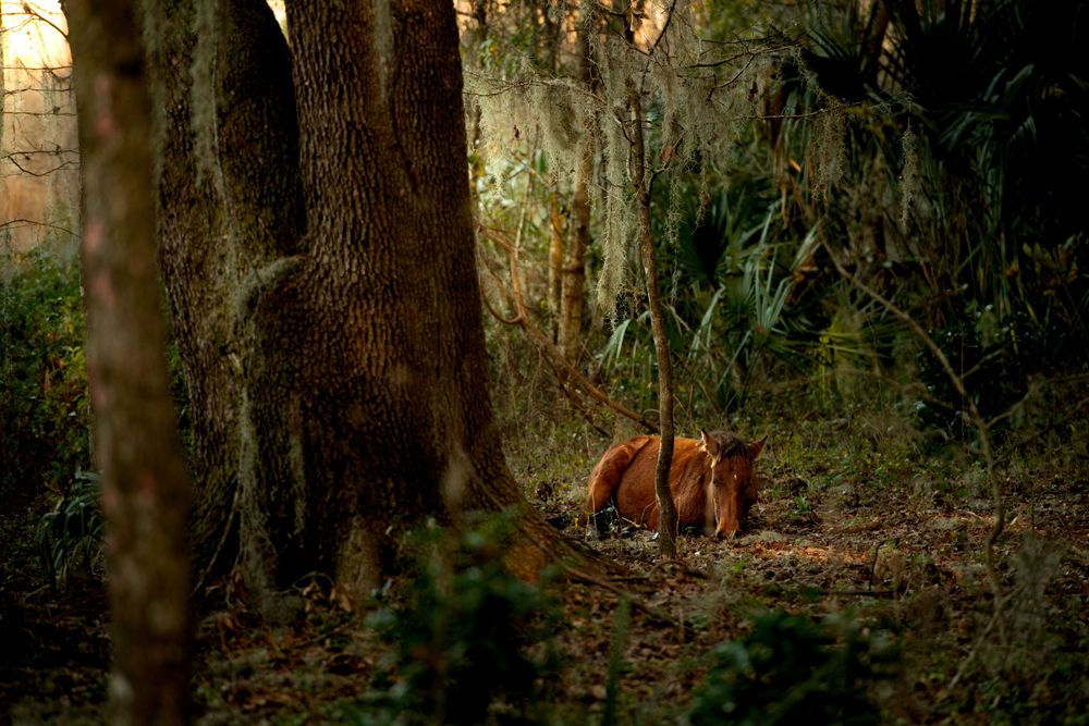 Fox resting in a shadowy forest beneath tall tree trunks.