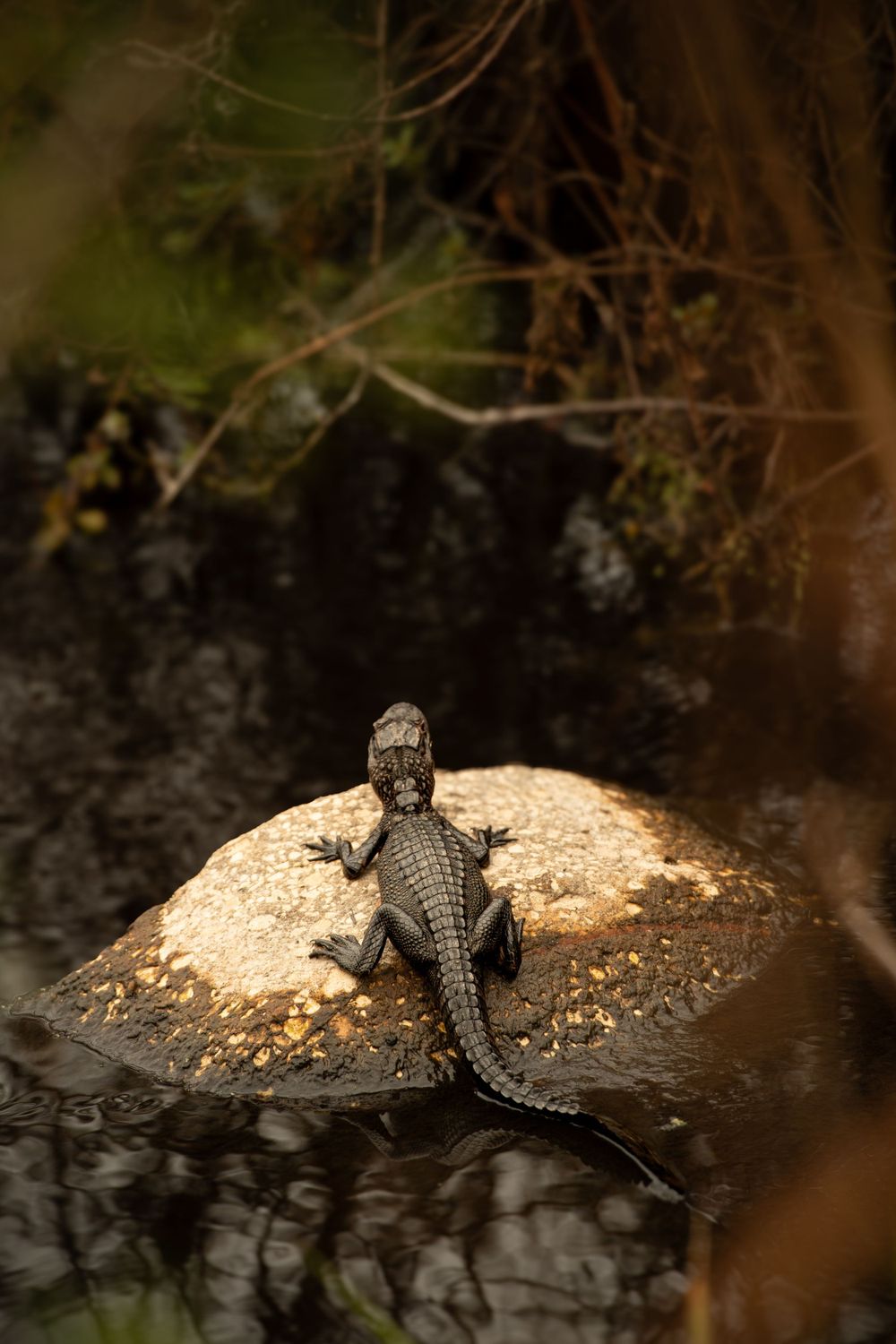 A young alligator rests on a sunlit rock surrounded by murky swamp water.