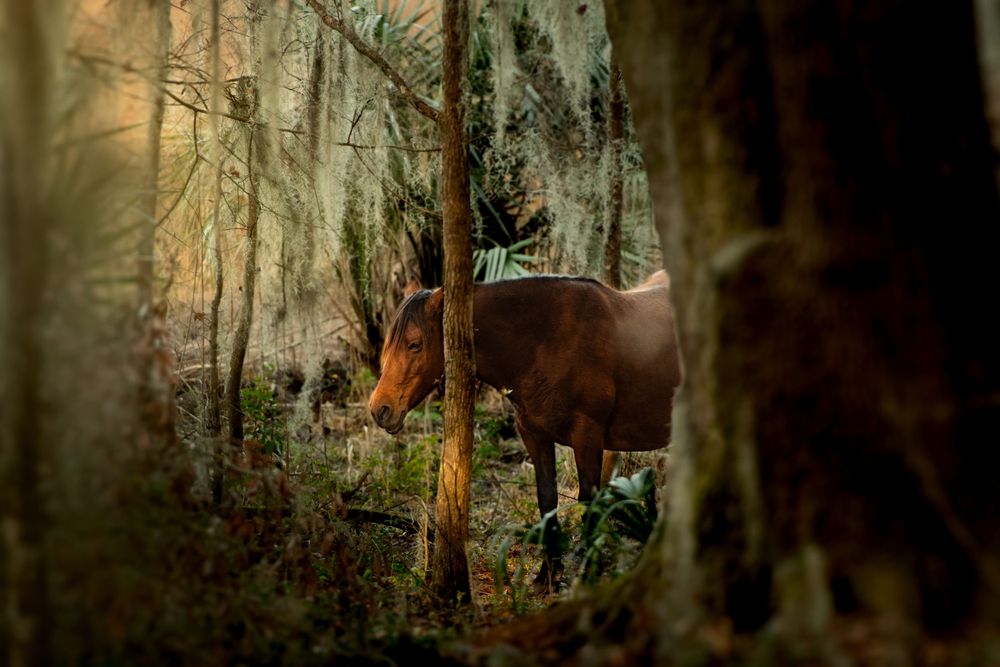 A brown horse stands among mossy trees in a mystical forest setting.