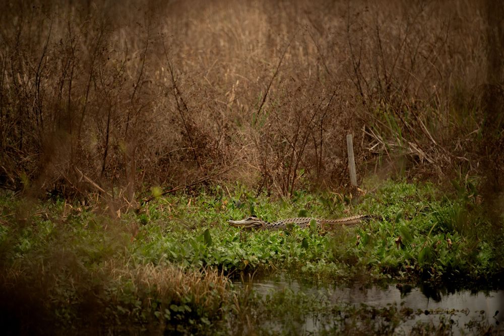 A tranquil swamp scene with green vegetation reflecting in dark water.