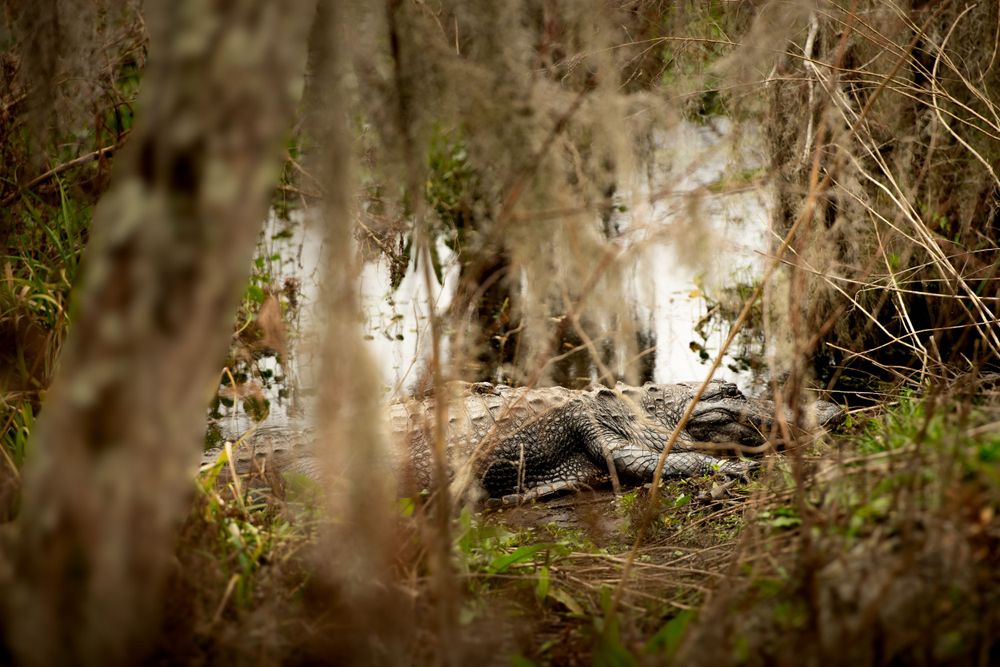 Spanish moss hangs from trees in a misty southern swamp landscape.