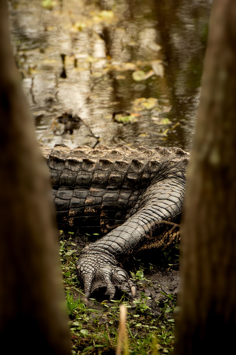Close-up of an alligator's scaly back and tail floating in murky swamp water.