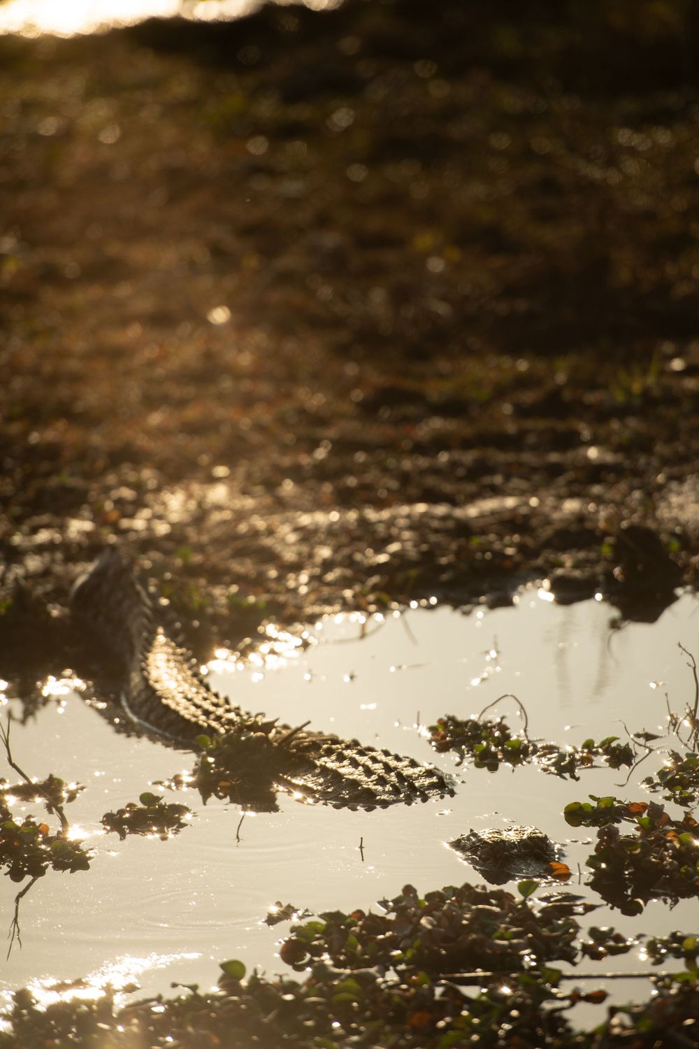 An alligator's silhouette reflected in murky swamp water during golden hour.