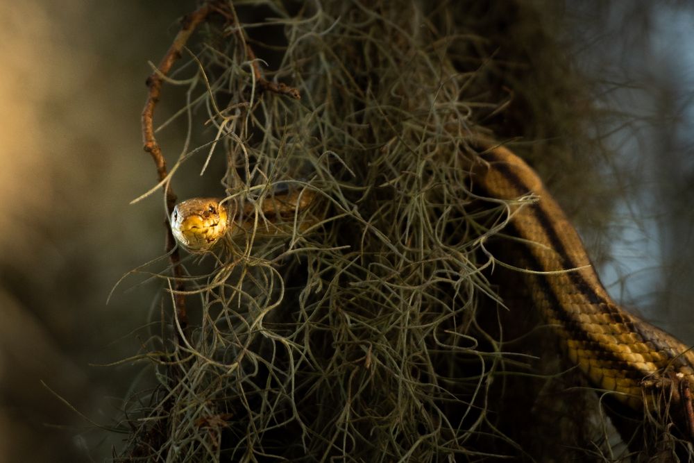 Golden orb spider illuminated among tangled Spanish moss in dramatic lighting.
