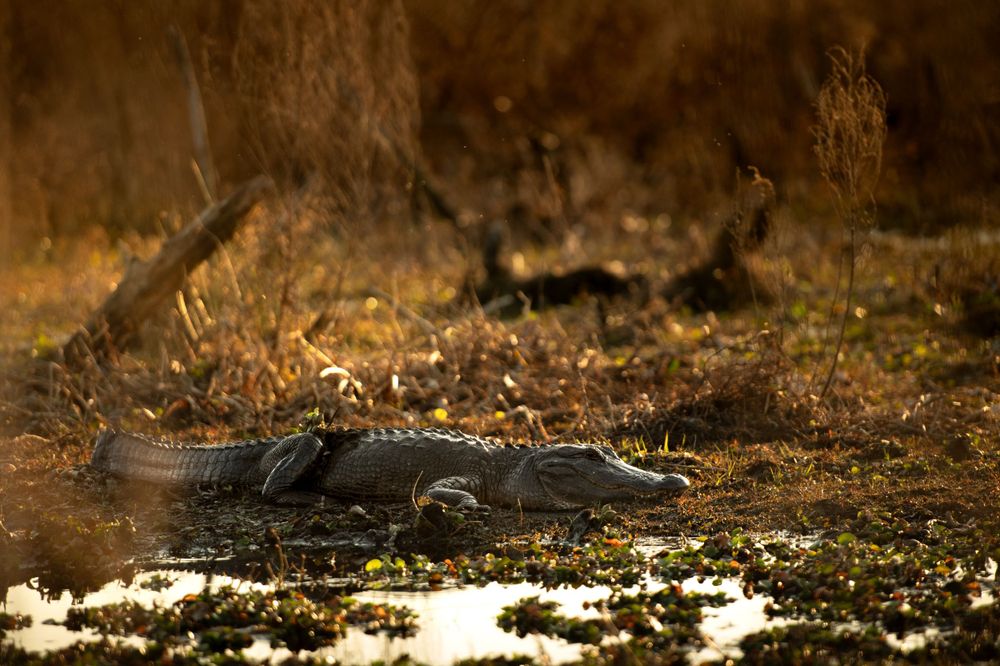 Large alligator resting at water's edge in marshland during sunset.
