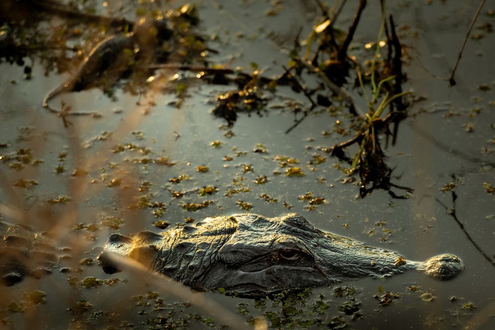 Alligator's head breaking the surface of murky swamp water amid floating debris.