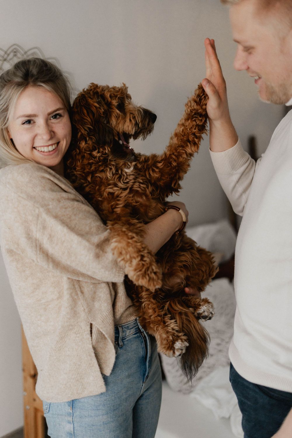 A brown curly-haired dog gives a high five while being held by people in casual attire against a white wall.