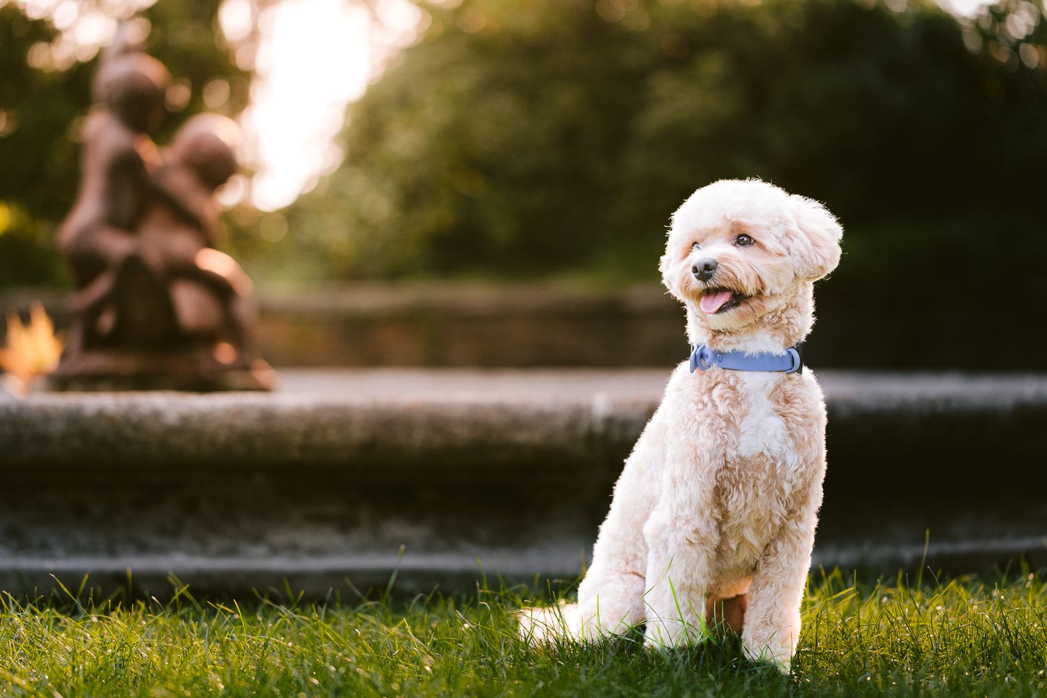 Furry Moments New York New Jersey Pet Photography