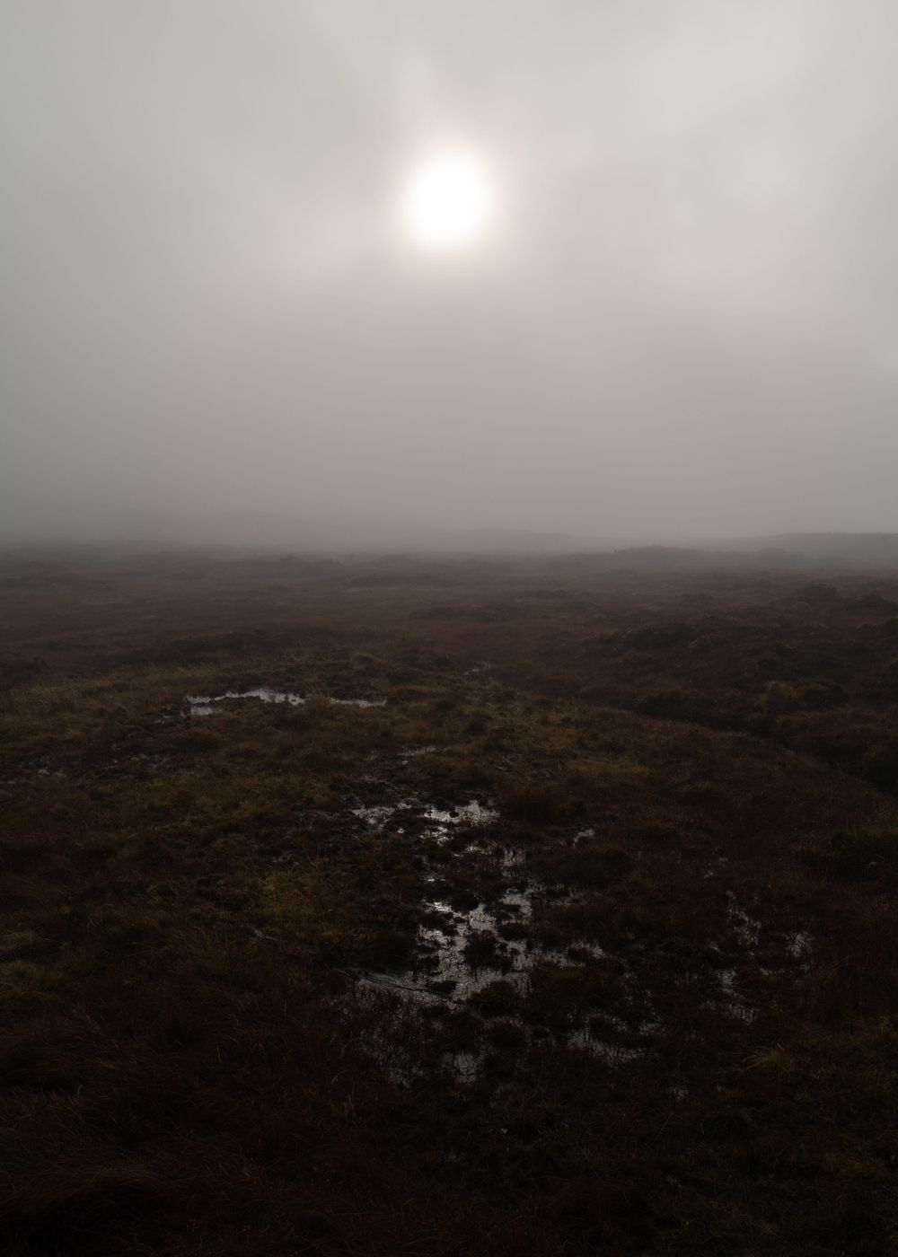 Moody landscape of a misty moor with soft sunlight breaking through fog—capturing serene, atmospheric beauty and raw nature.