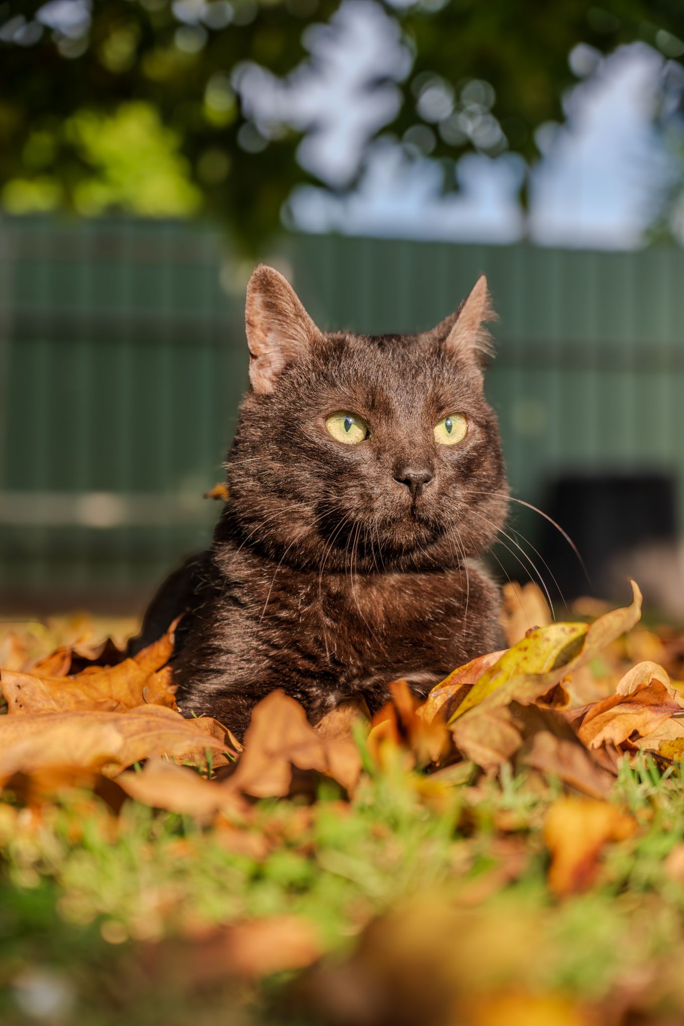 Black cat with bright yellow eyes resting in pile of autumn leaves.