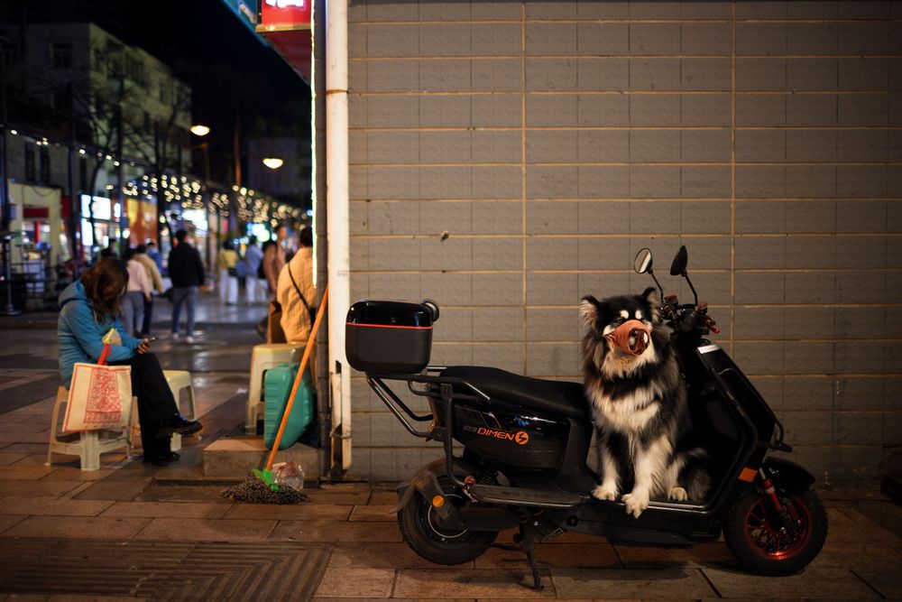 A large dog sits in a parked delivery scooter on a city street at night while people gather in the background.