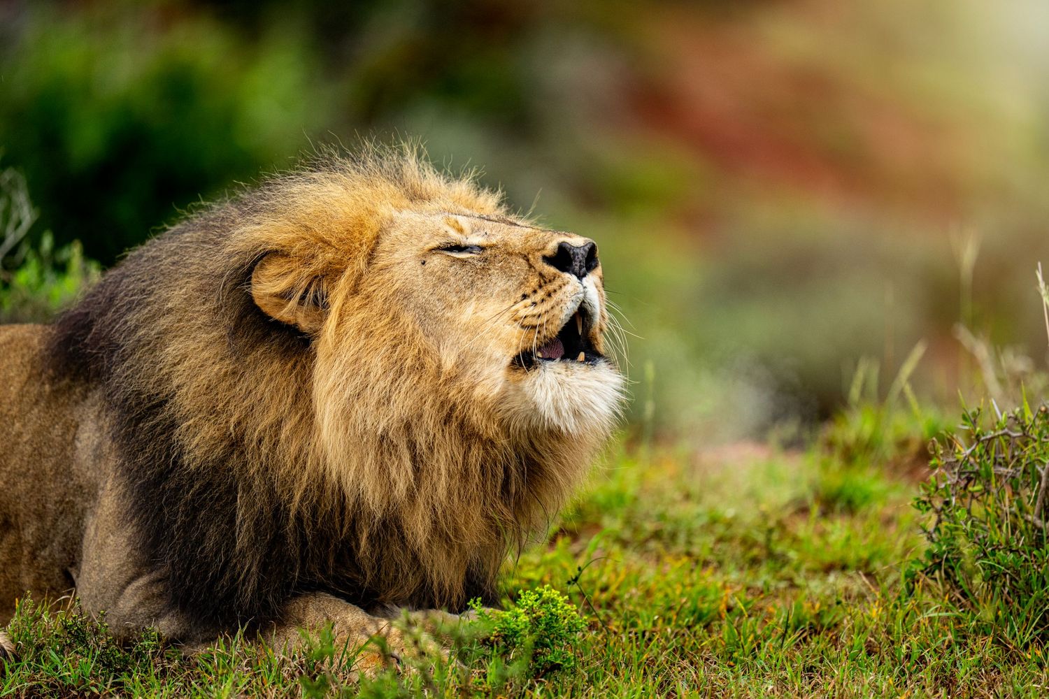 A resting brown lion stretches out and yawns while lying in green grass on a sunny day.