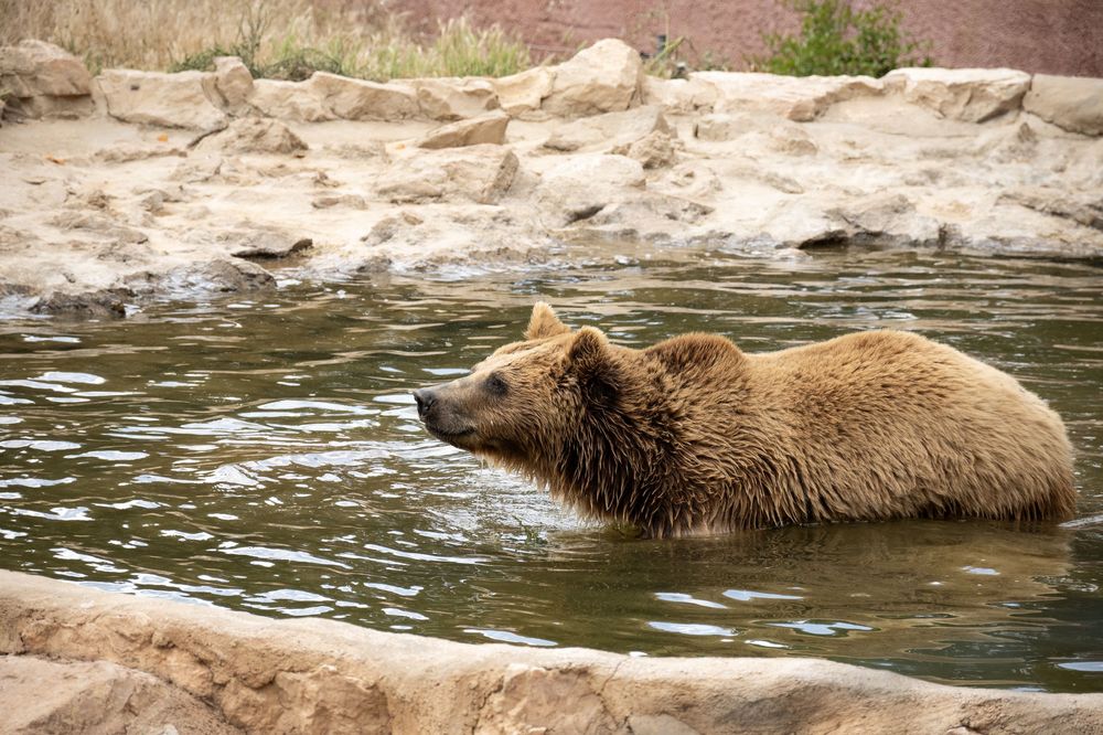A brown bear wades through a rocky stream while searching for fish in the wilderness.