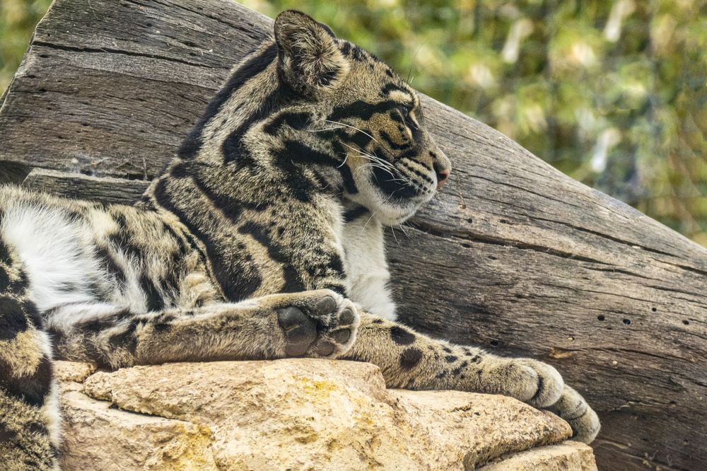A clouded leopard lounges on a fallen tree trunk in a natural habitat setting.