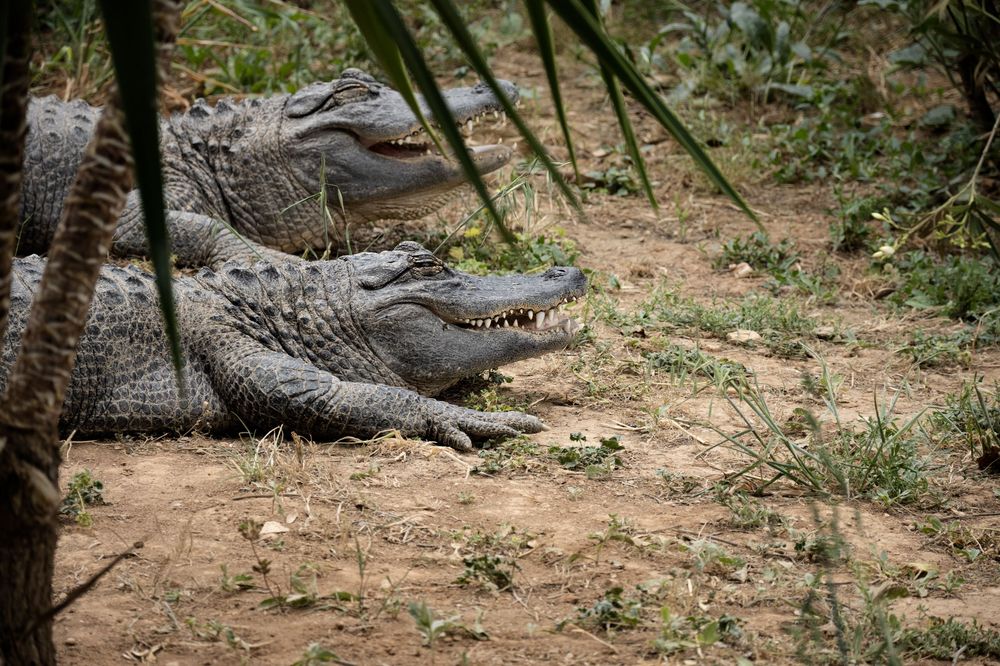 A large American alligator rests on dirt ground near vegetation at a wildlife sanctuary or zoo.
