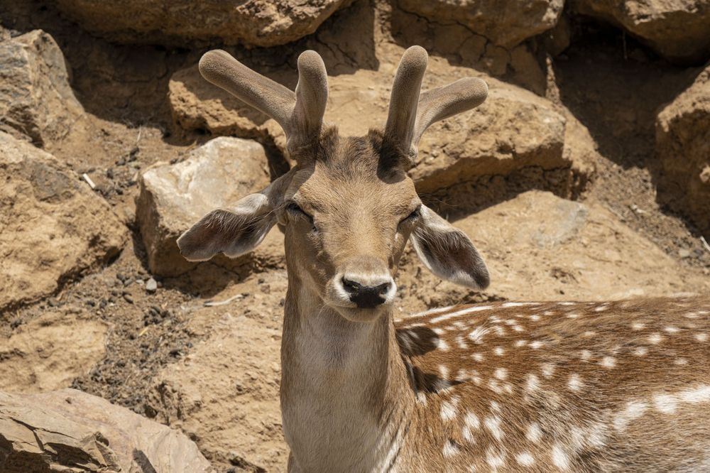 A spotted fawn and donkey share a tender moment in a rocky outdoor setting, displaying an unusual animal friendship.