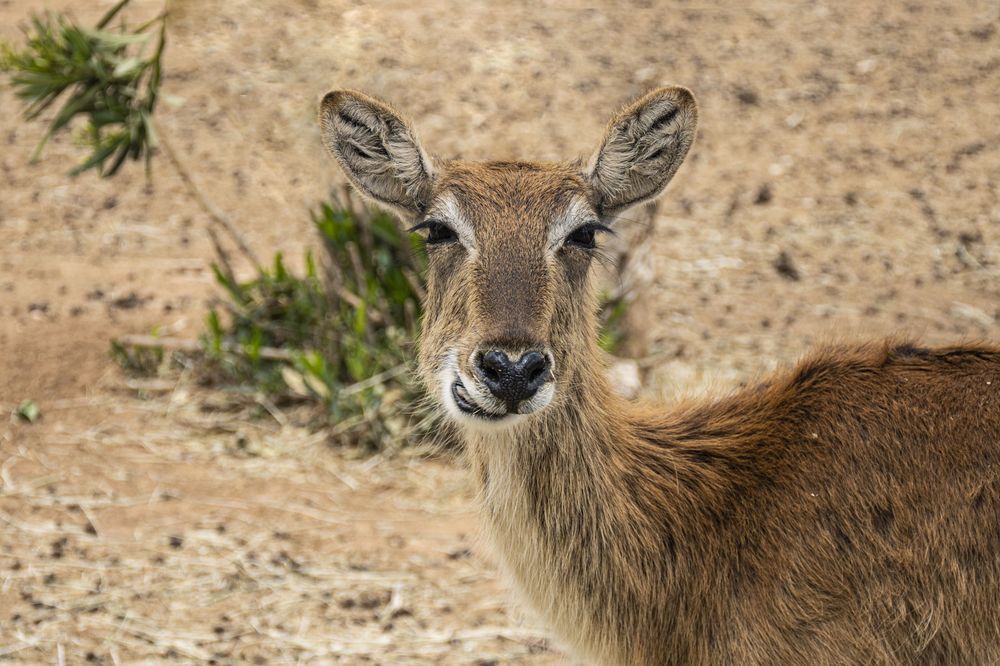 A young deer gazes at the camera while standing in a sandy clearing surrounded by vegetation.