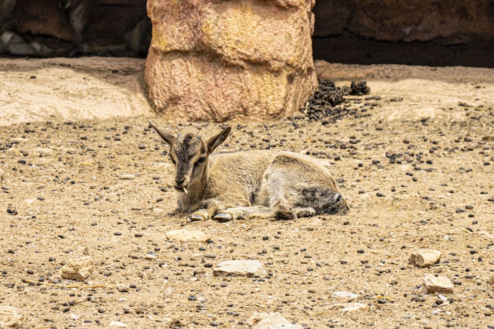 A small kangaroo rests in a shaded area of dry terrain at a wildlife sanctuary.