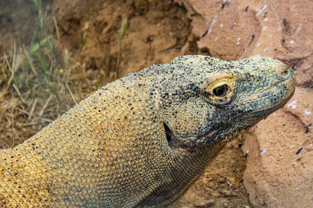 Close-up profile view of a bearded dragon's scaly head against a reddish rock background.