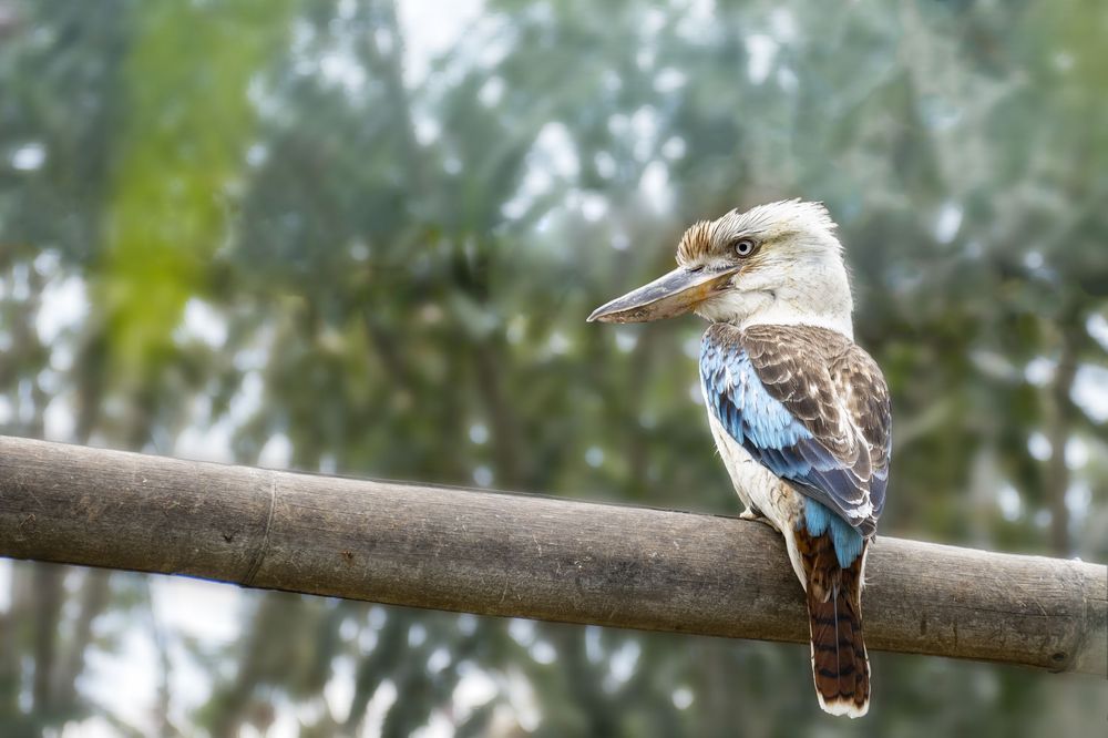 A kookaburra bird perched on a wooden branch against a blurred green forest background.
