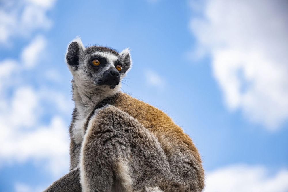 Ring-tailed lemur with distinctive black and white striped tail sits alert against blue sky with white clouds.