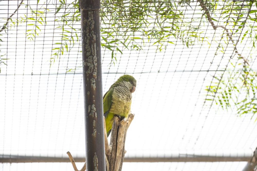 A parrot perches on a wooden pole against a backdrop of hanging willow tree branches and blue sky.