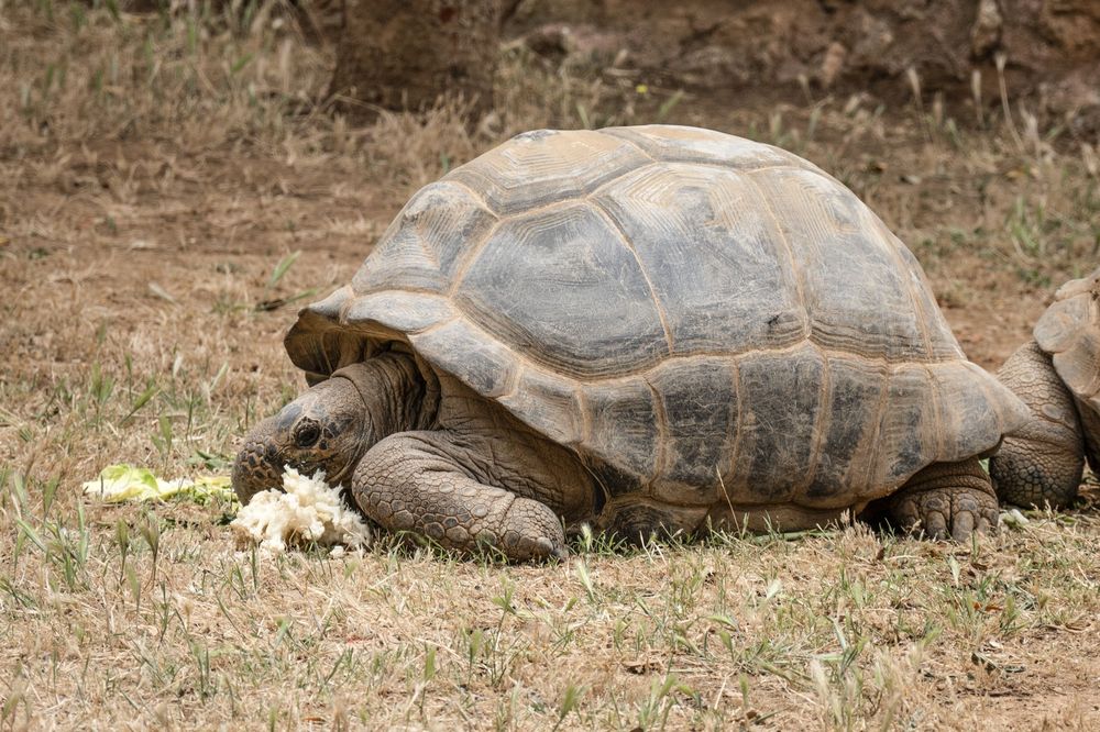 Seven Galapagos giant tortoises move slowly across dry terrain in a line formation during migration.