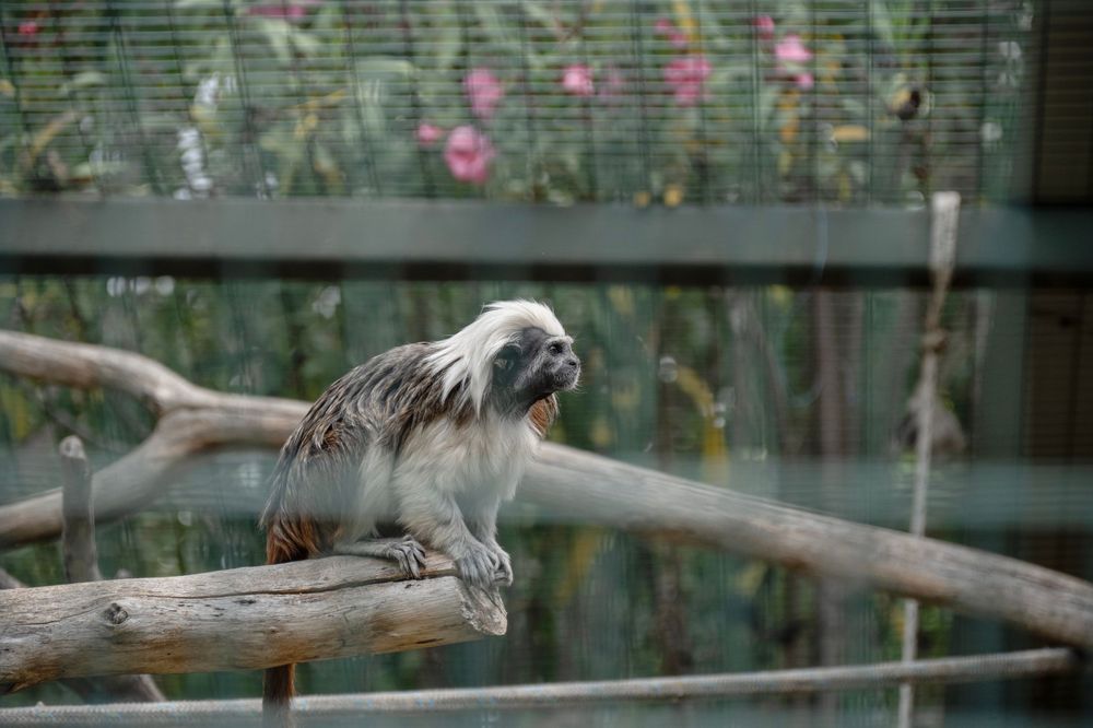 Small cotton-top tamarin monkey perched on a wooden branch in an enclosure with floral background.