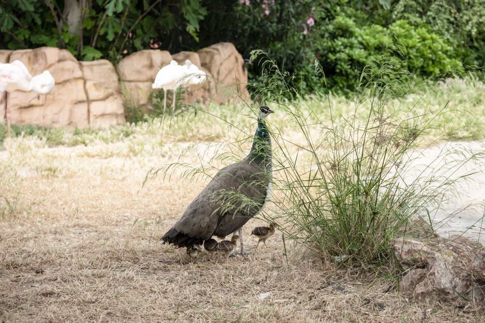 A wild turkey walks with its chicks along a dirt path near green foliage and rocks.