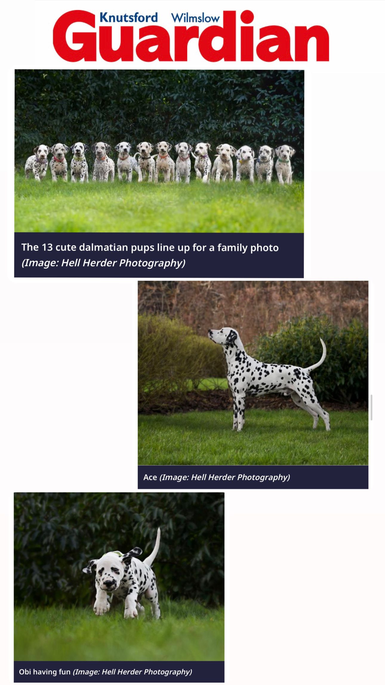 A line of thirteen Dalmatian puppies posing together on grass, with two individual Dalmatian dogs shown below in separate photos.