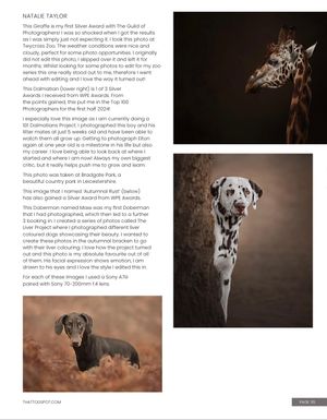 Three artistic pet portraits featuring a giraffe's profile, a spotted Dalmatian, and a dachshund against dramatic backgrounds.