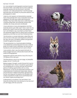 A collection of artistic dog portraits showing various breeds against purple and natural backgrounds.