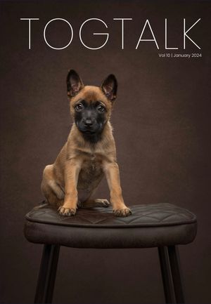 A Belgian Malinois puppy sits attentively on a dark leather stool against a brown studio backdrop for TOGTALK magazine.