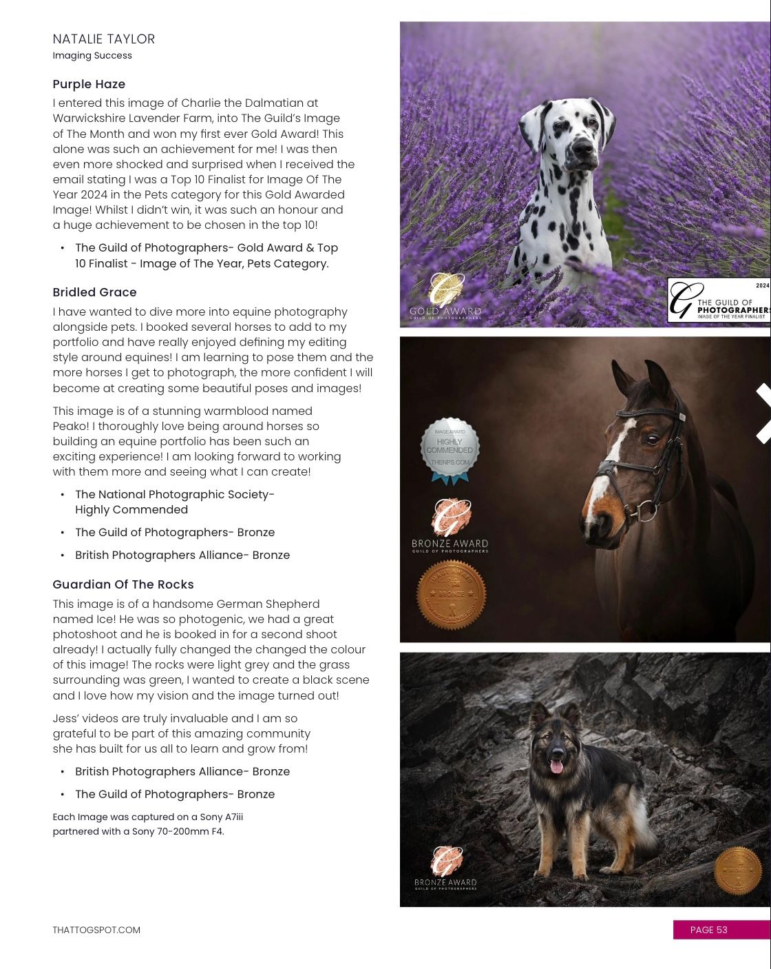 Collection of professional dog photography images showing dogs posing in nature with purple lavender fields and dark lighting.