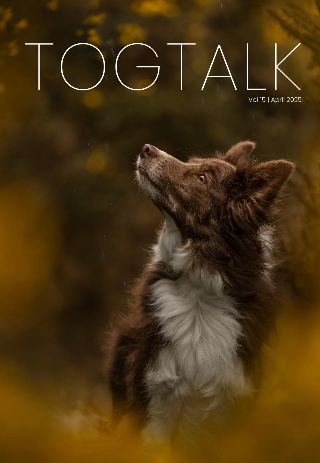 A brown and white dog looks upward against a warm autumn background with bokeh effect.