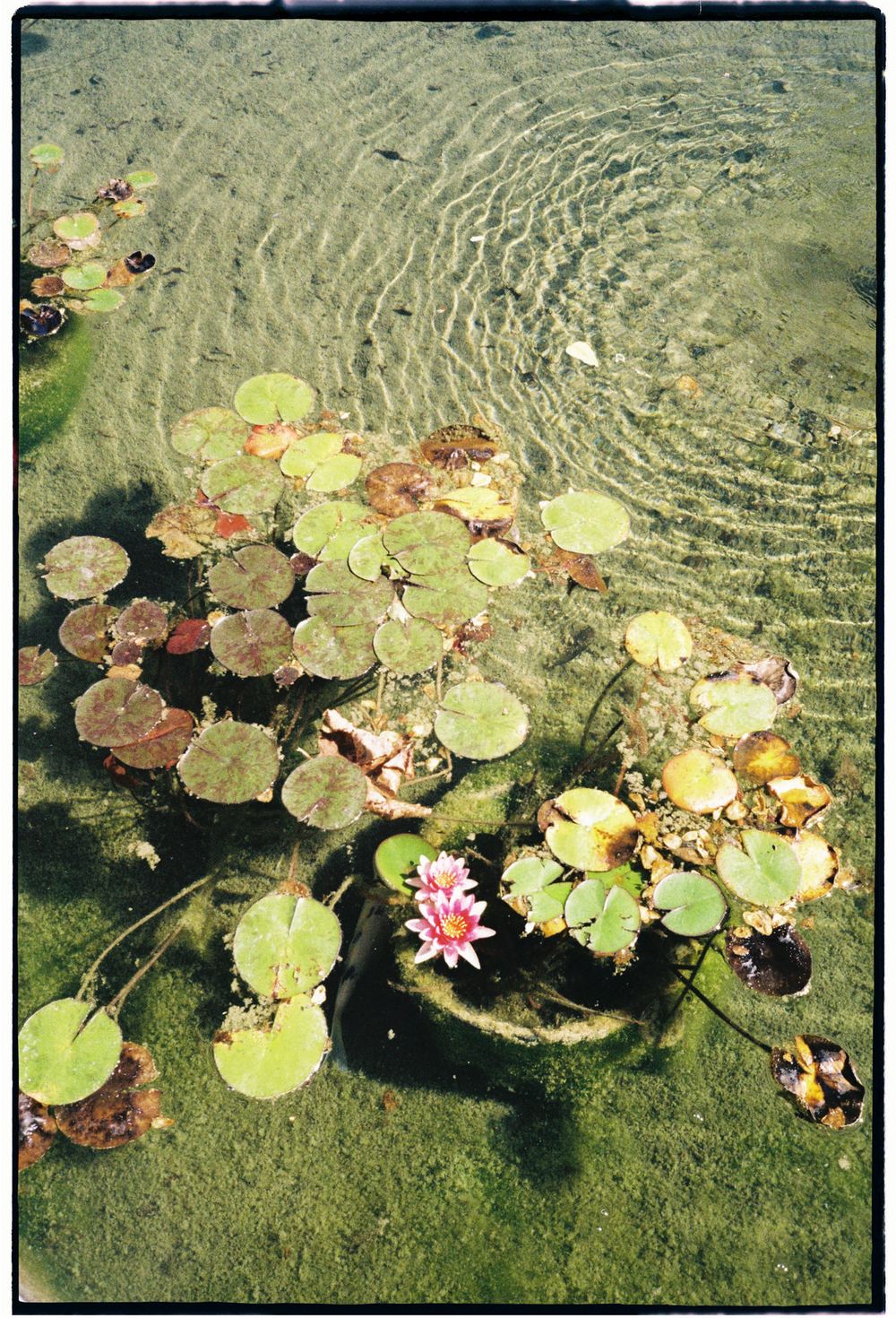 Pink water lily blooms among circular lily pads floating on rippling green pond water in sunlight.