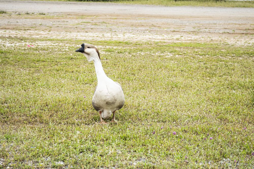 A line of white Chinese geese walk in formation across a grassy field on a sunny day.