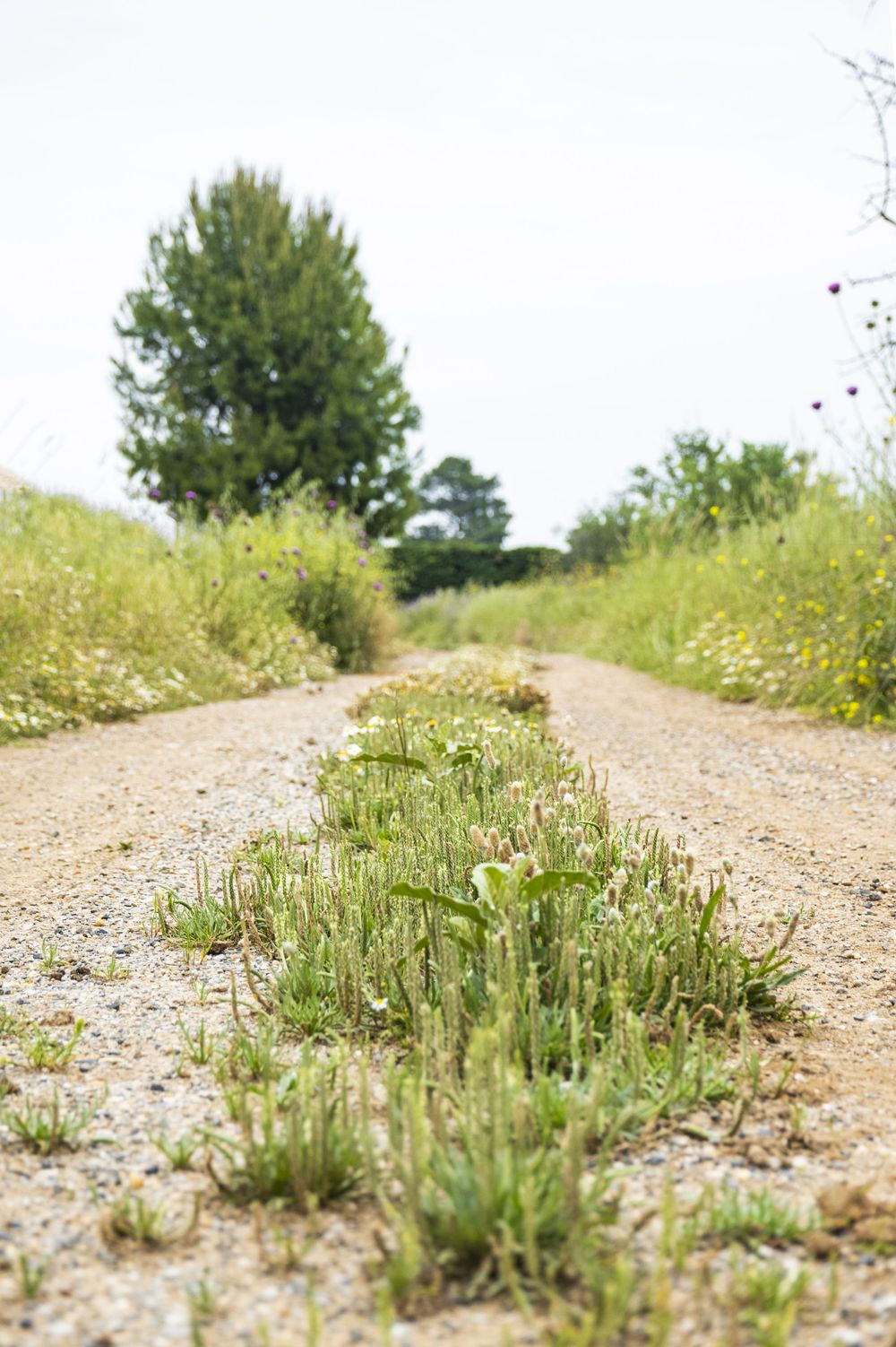 A dirt path through green grass and wildflowers leads into the distance on a sunny summer day.