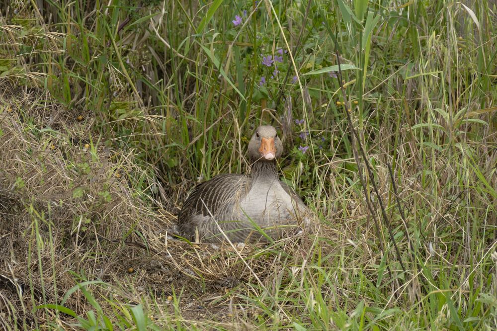 A close-up view of a brown mushroom growing among green grass in a natural outdoor setting.
