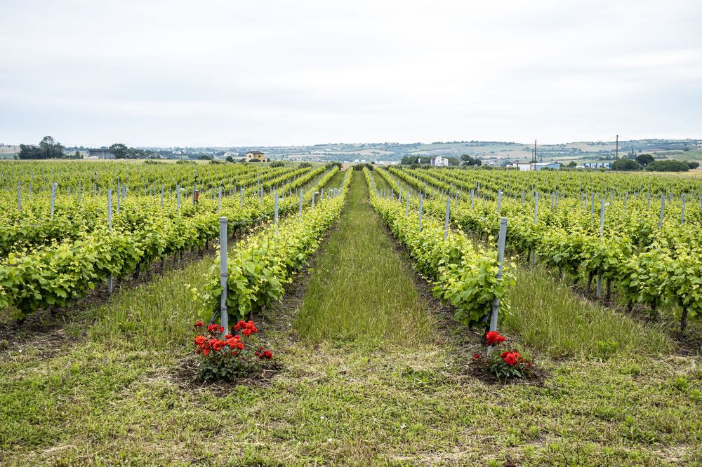 Long rows of green grapevines stretch across rolling hills in a scenic vineyard landscape on a sunny day.