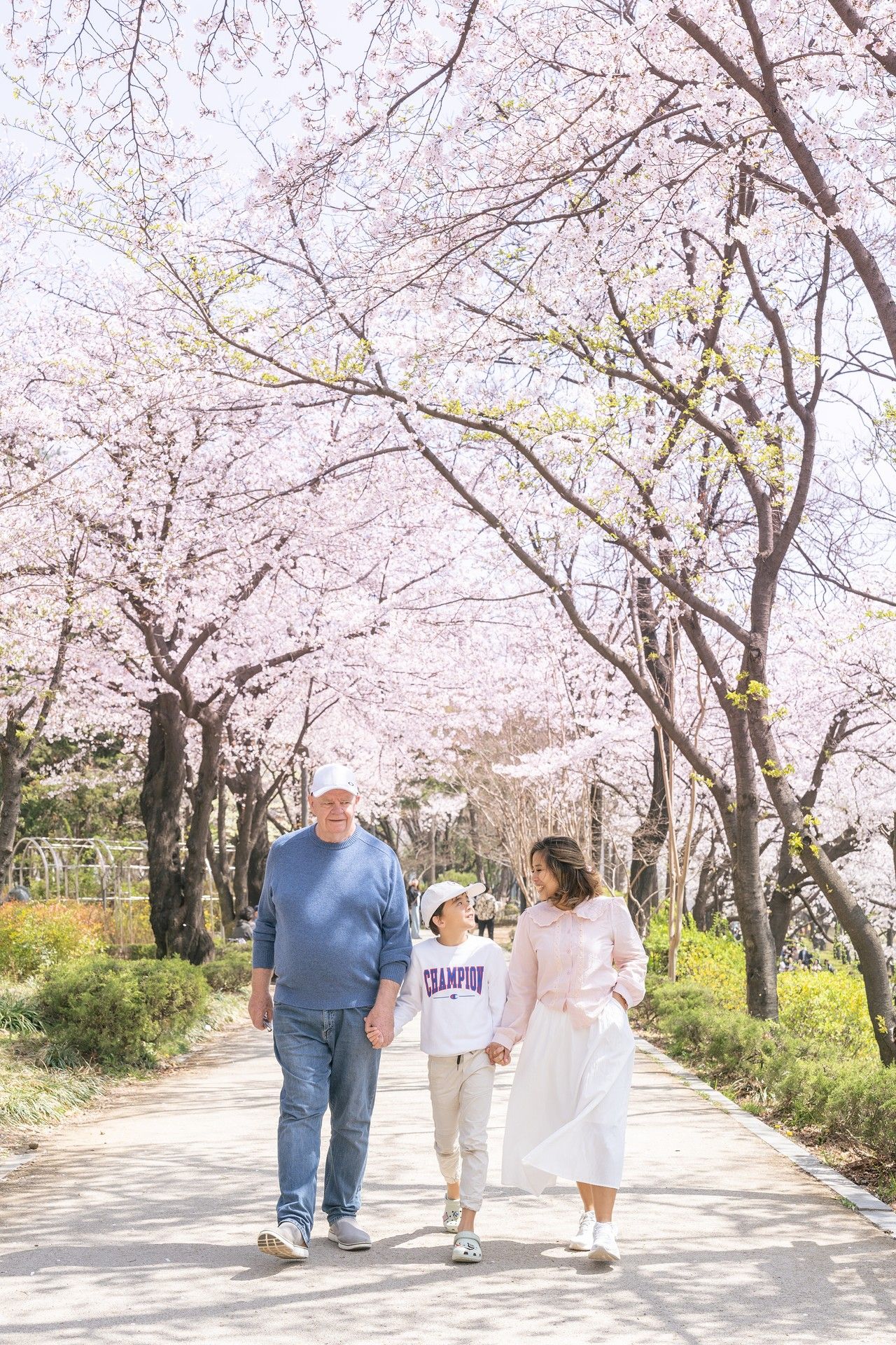 People stroll beneath blooming cherry blossom trees on a peaceful spring pathway.