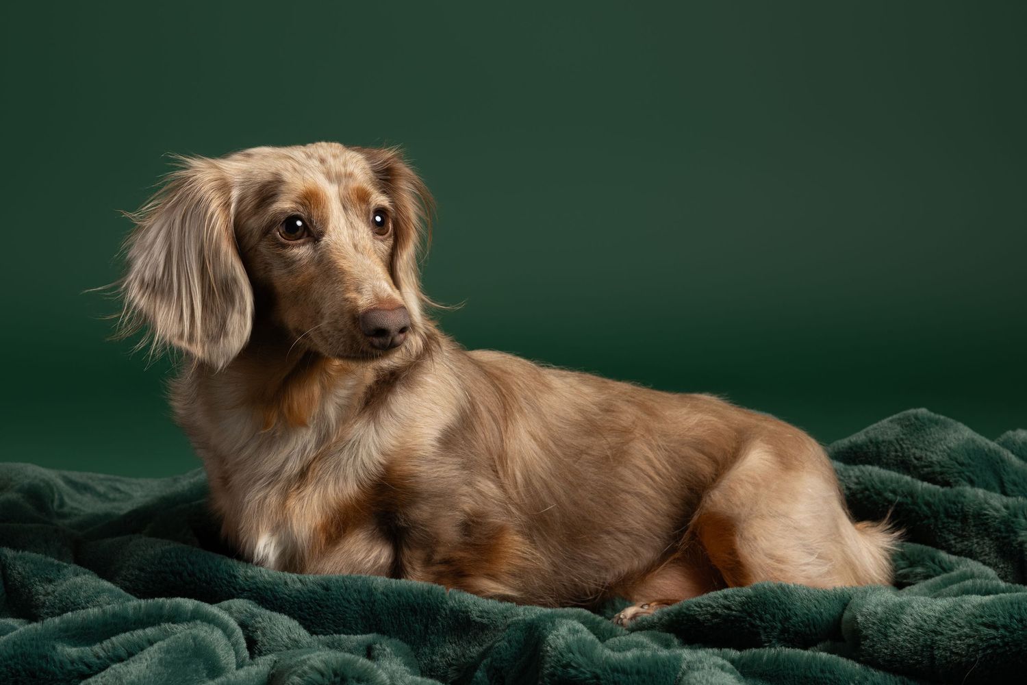 A long-haired dachshund dog poses on a dark green blanket at fetching fido fotography in Austin.
