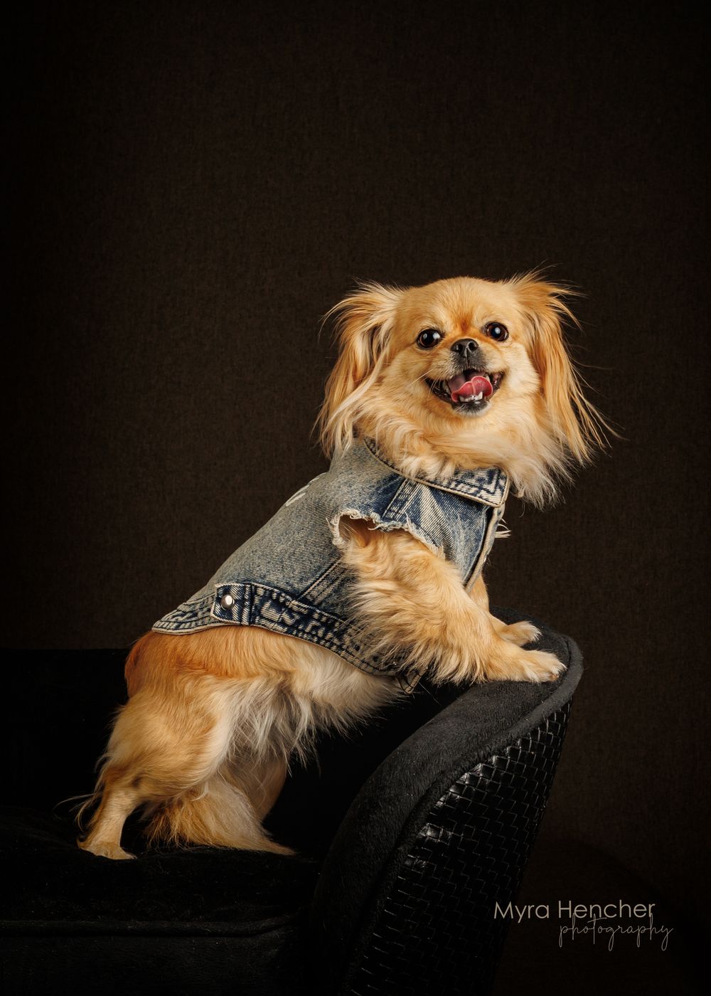 A fluffy golden Pekingese dog wearing a denim jacket poses on a black chair against a dark background.