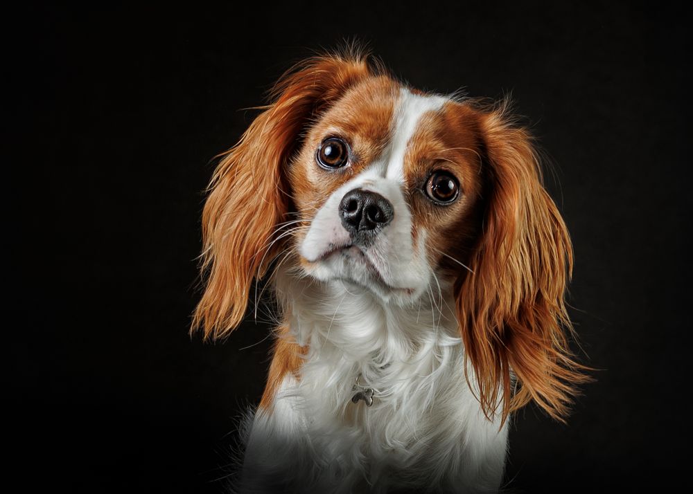 A Cavalier King Charles Spaniel with chestnut and white fur poses against a dark background.