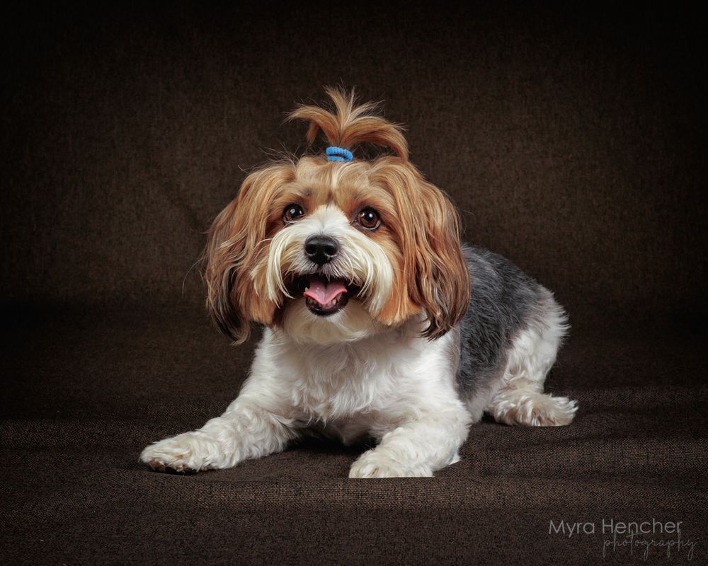 A fluffy Havanese dog with a blue bow sits on a brown backdrop, tongue out, in a professional pet portrait.