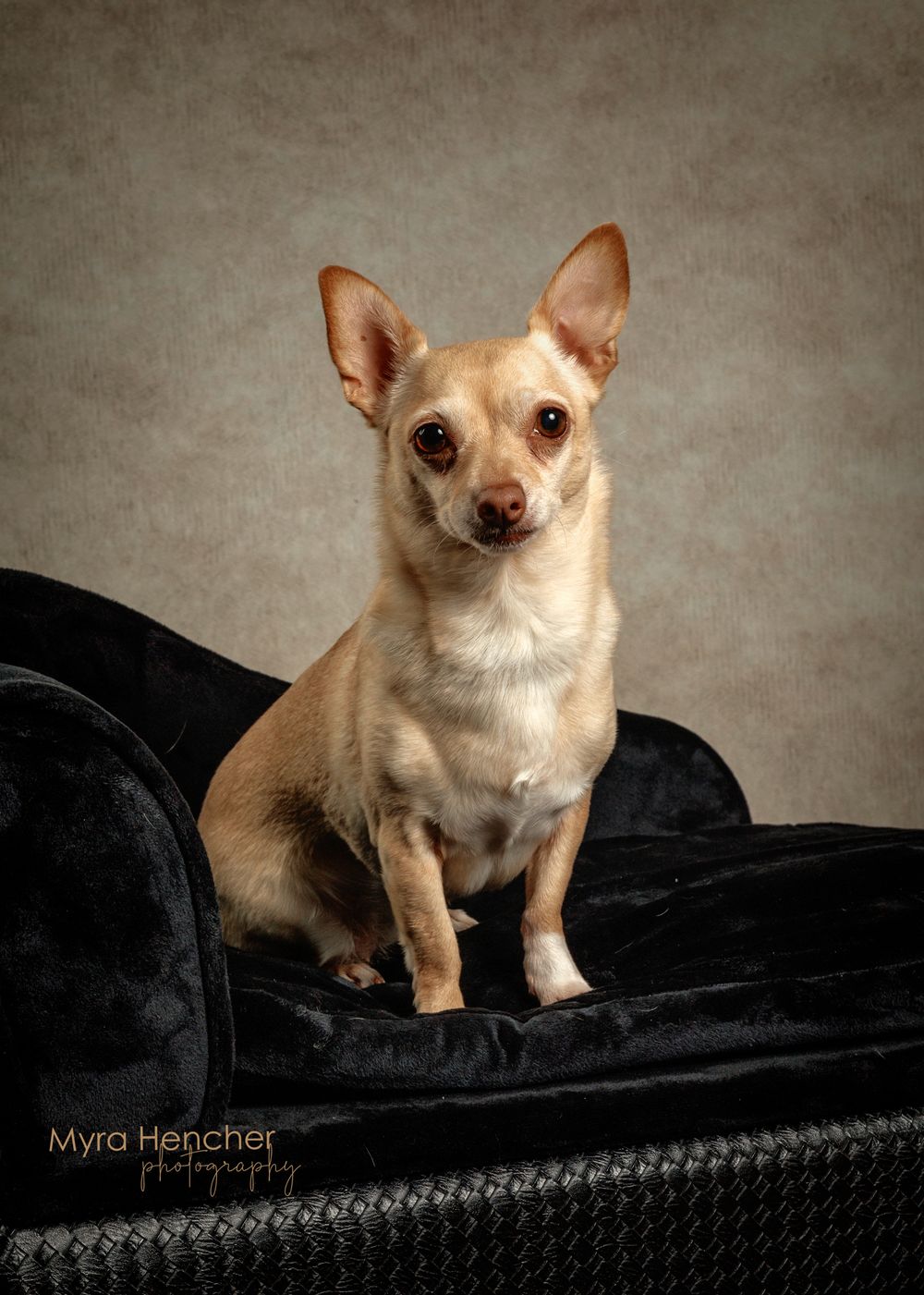 A small Chihuahua dog sits posed on a black velvet chair against a gray studio backdrop in a professional pet portrait.
