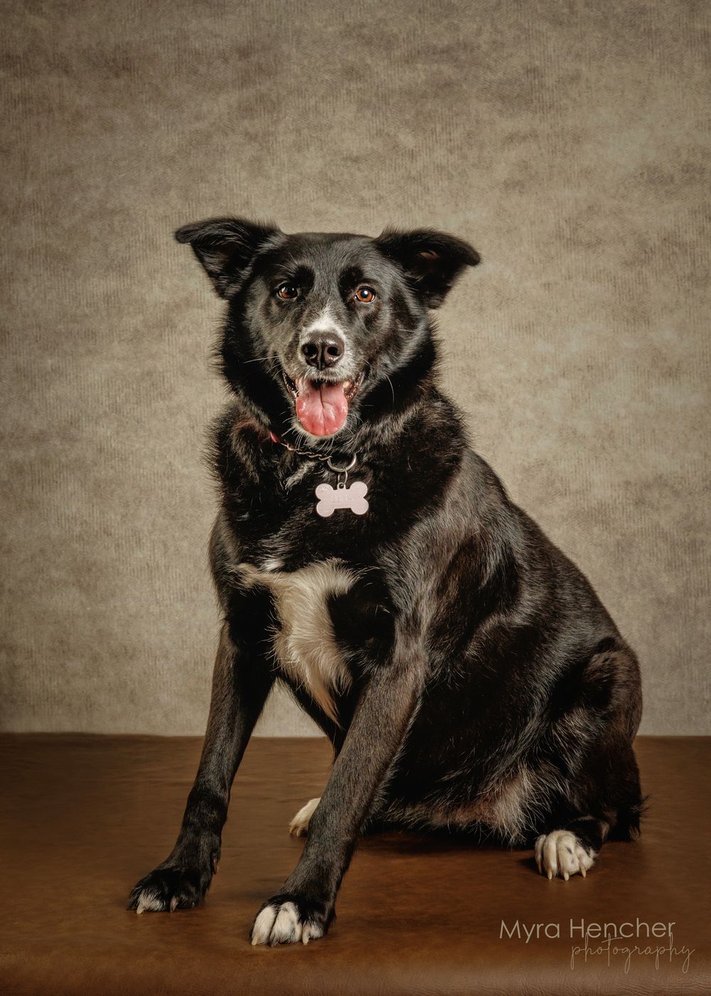Black mixed-breed dog sitting upright with tongue out, wearing a pink bone-shaped tag, photographed by Myra Hencher Photography.