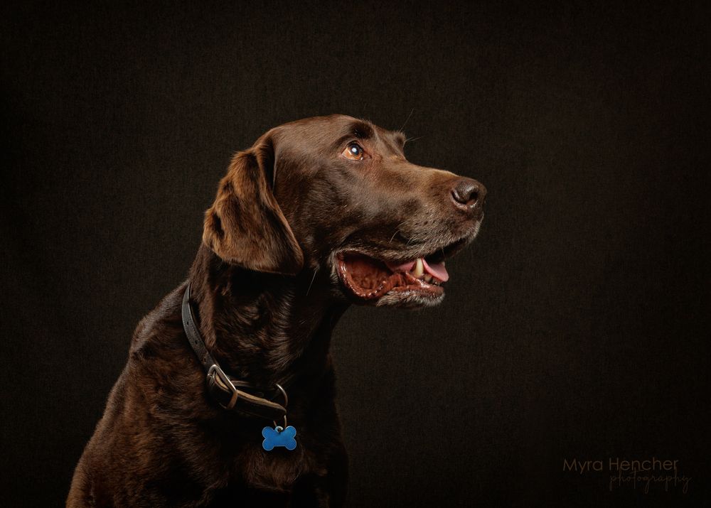 Chocolate Labrador Retriever with blue tag poses against dark background in professional studio portrait photography.
