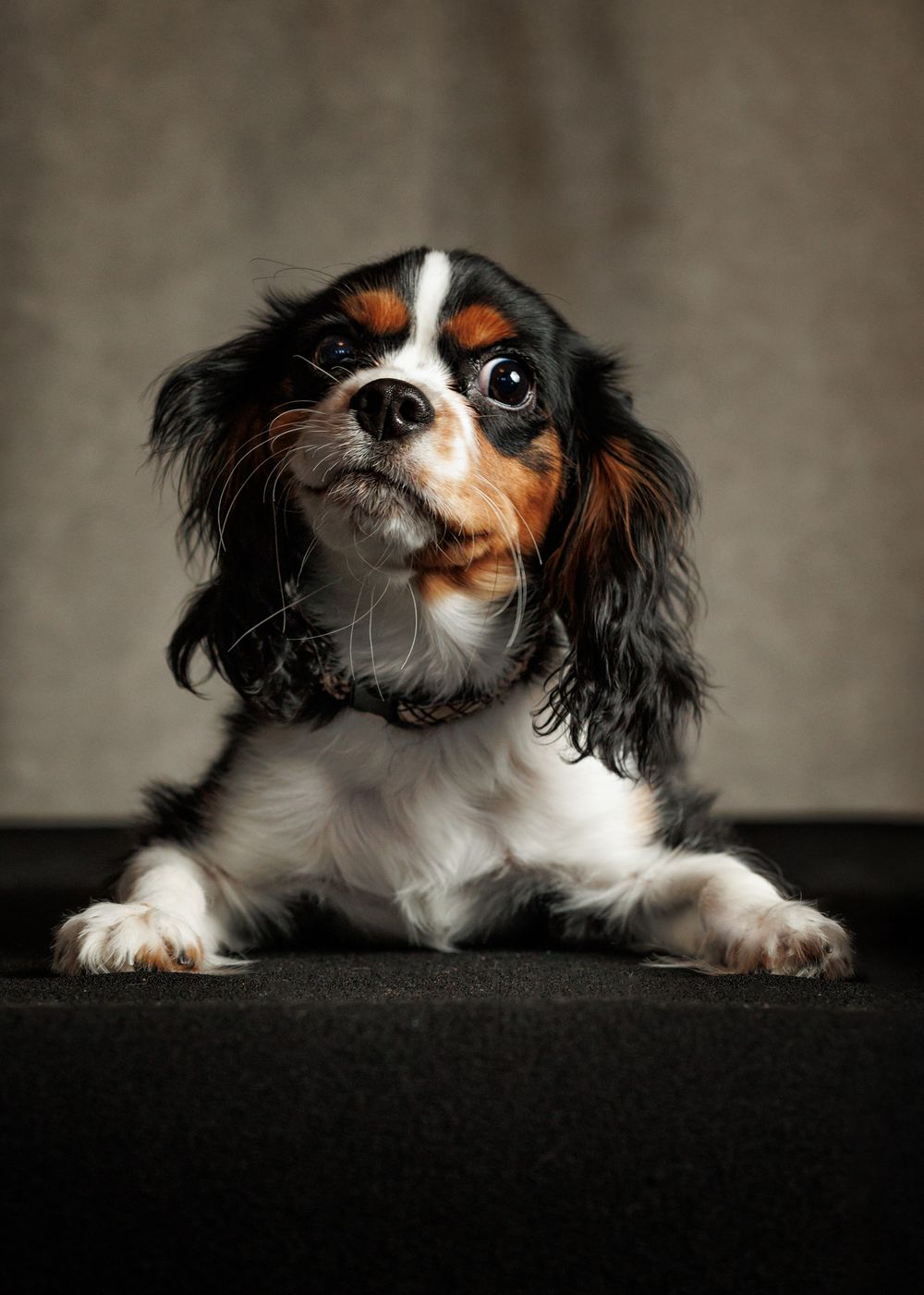 Tricolor Cavalier King Charles Spaniel puppy lying down with paws forward, looking up curiously against a gray background.